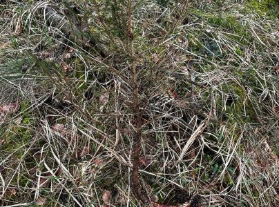 Tvrdoň smrekov&yacute;