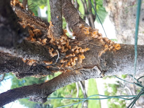 Hrdza Cronartium flaccidum