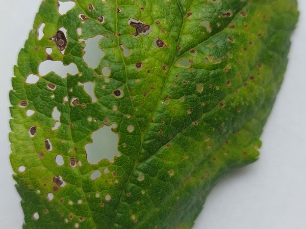 A - nejednoznačne určen&yacute;, nie sme si ist&iacute;