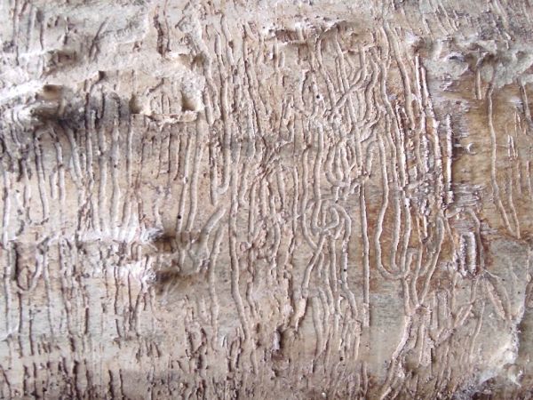 A - nejednoznačne určen&yacute;, nie sme si ist&iacute;