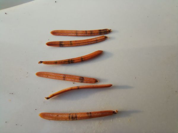 A - nie je v datab&aacute;ze