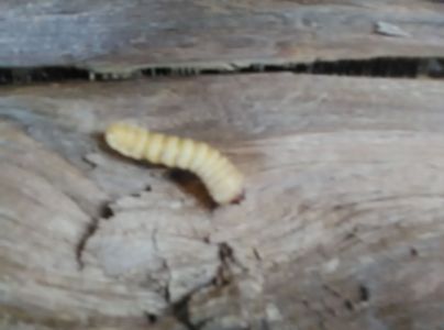 A - nie je v datab&aacute;ze