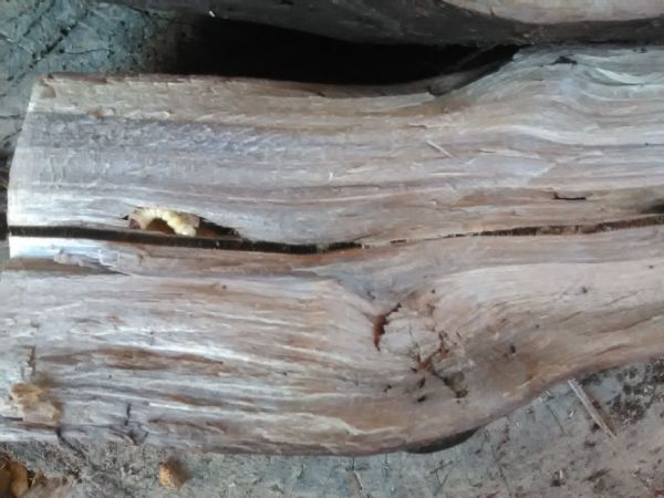 A - nie je v datab&aacute;ze