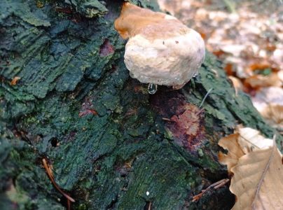 Pr&aacute;chnovček p&aacute;sikav&yacute; 