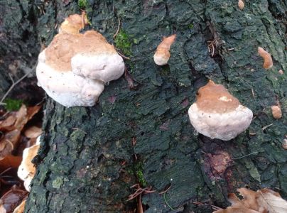 Pr&aacute;chnovček p&aacute;sikav&yacute; 