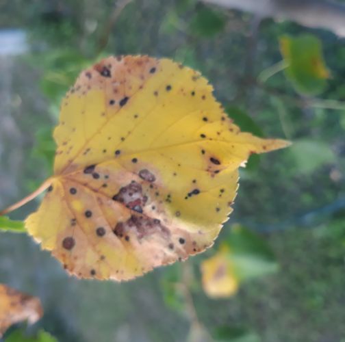 Ľudmila Baculíková 