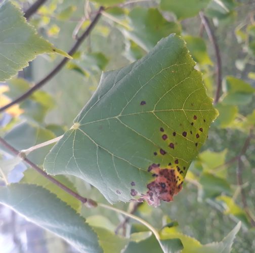 Ľudmila Baculíková 