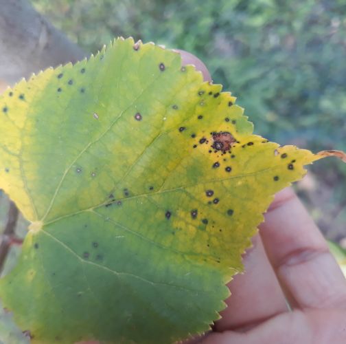 Ľudmila Baculíková 