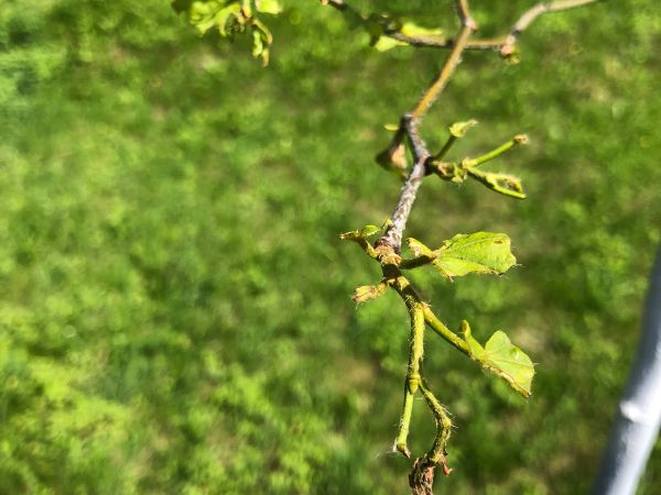 A - nejednoznačne určen&yacute;, nie sme si ist&iacute;