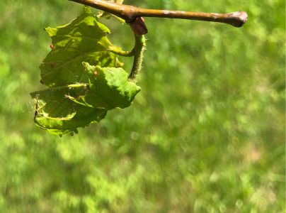 A - nejednoznačne určen&yacute;, nie sme si ist&iacute;