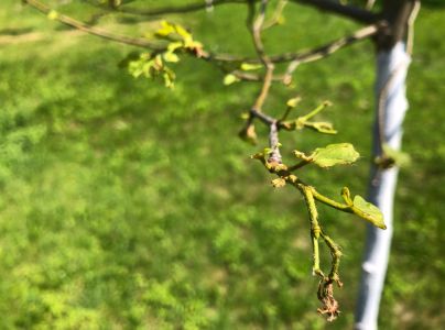 A - nejednoznačne určen&yacute;, nie sme si ist&iacute;