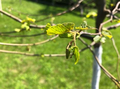 A - nejednoznačne určen&yacute;, nie sme si ist&iacute;