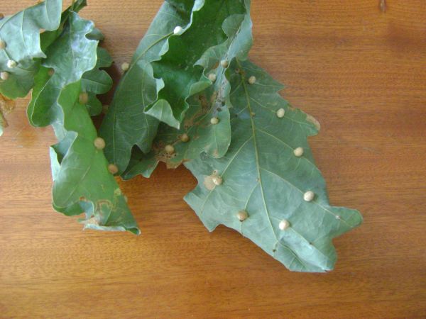 Hrčiarka Cynips divisa