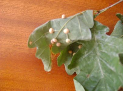 Hrčiarka Cynips divisa