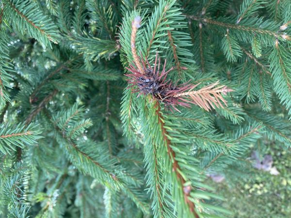 K&ocirc;rovnica zelen&aacute;