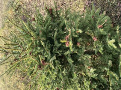 K&ocirc;rovnica zelen&aacute;