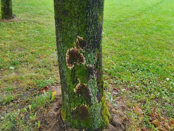 A - nejednoznačne určen&yacute;, nie sme si ist&iacute;