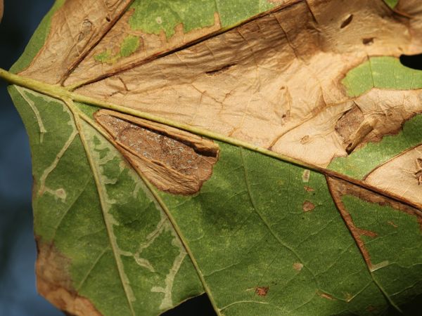 Plosk&aacute;čik platanov&yacute;