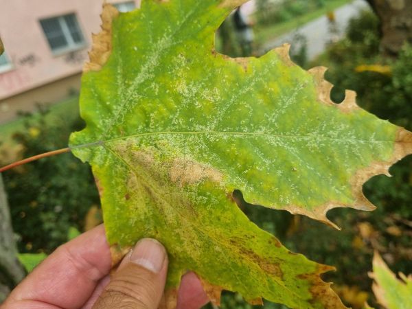 Sietnička platanov&aacute;