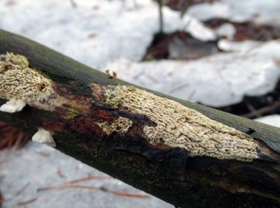 A - nie je v datab&aacute;ze