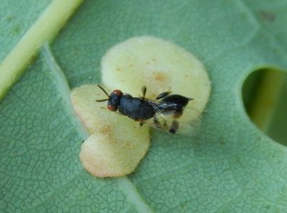 Hrčiarka Neuroterus quercusbaccarum