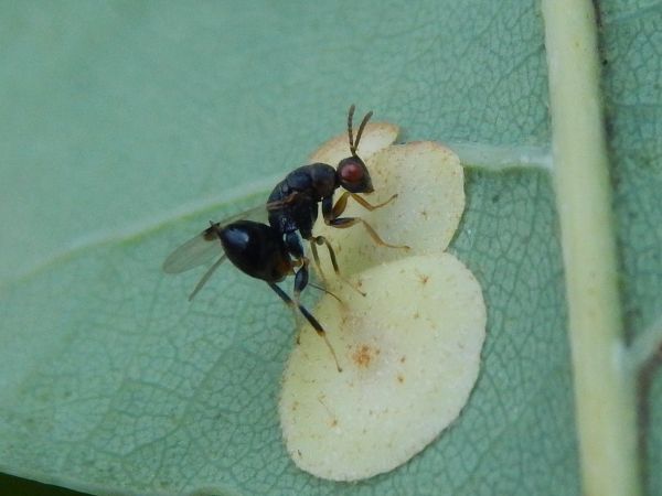 Hrčiarka Neuroterus quercusbaccarum