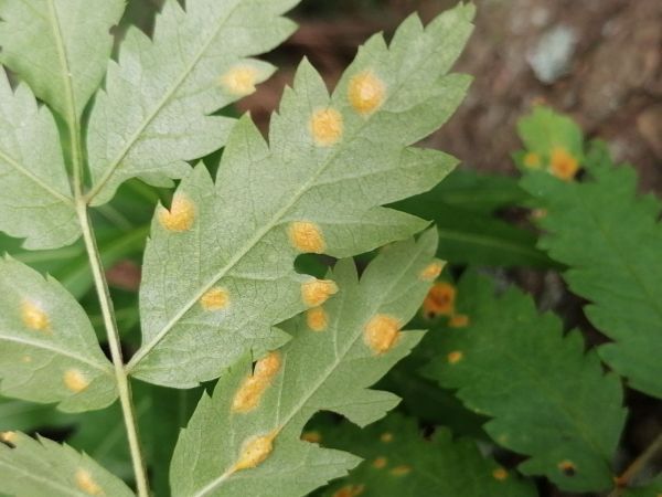 Hrdzavka jarabinov&aacute;