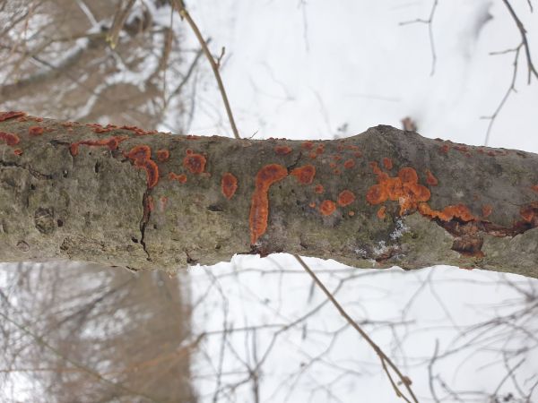 A - nejednoznačne určen&yacute;, nie sme si ist&iacute;