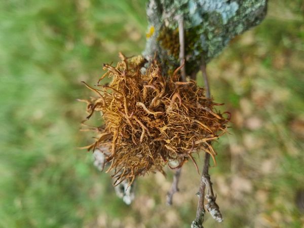 Hrčiarka Andricus caputmedusae