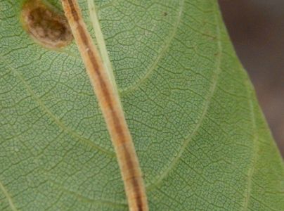 A - nejednoznačne určen&yacute;, nie sme si ist&iacute;