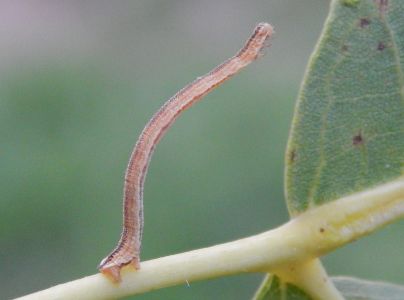 A - nejednoznačne určen&yacute;, nie sme si ist&iacute;