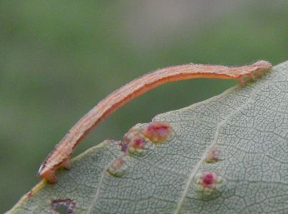 A - nejednoznačne určen&yacute;, nie sme si ist&iacute;