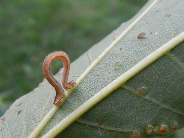 A - nejednoznačne určen&yacute;, nie sme si ist&iacute;