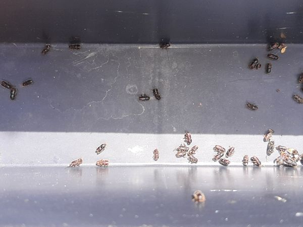 Lykožr&uacute;t smrekov&yacute;