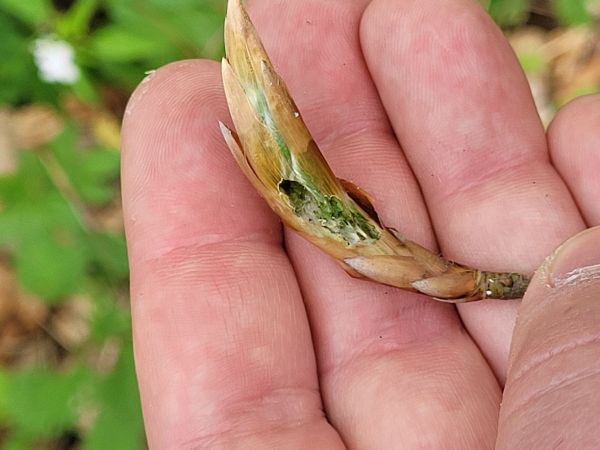 A - nejednoznačne určen&yacute;, nie sme si ist&iacute;