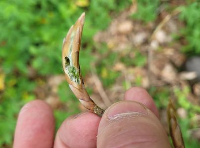 A - nejednoznačne určen&yacute;, nie sme si ist&iacute;