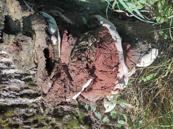 Lesklok&ocirc;rovka tmav&aacute;