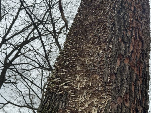 Tr&uacute;dnikovec zamatov&yacute;