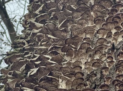 Tr&uacute;dnikovec zamatov&yacute;