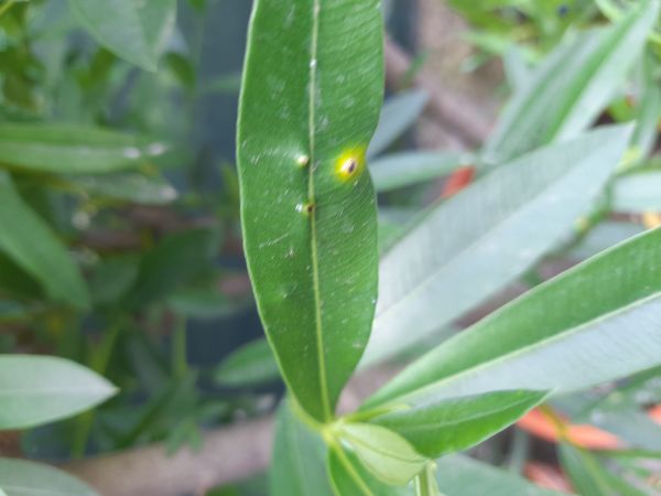 Bakteri&aacute;lne ochorenie oleandrov