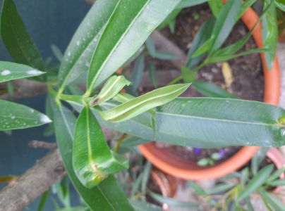 Bakteri&aacute;lne ochorenie oleandrov