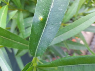 Bakteri&aacute;lne ochorenie oleandrov