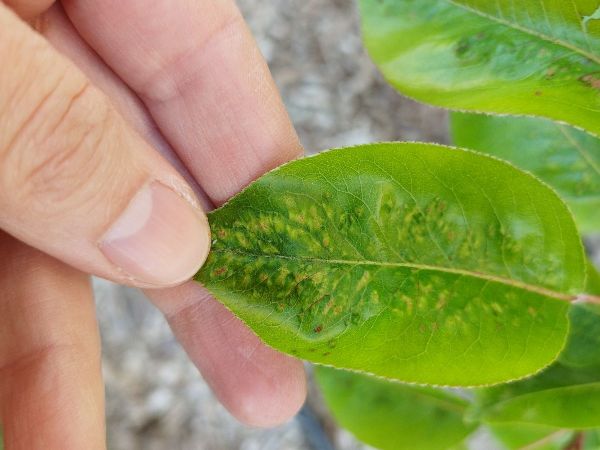 Roztoč hru&scaron;kov&yacute;