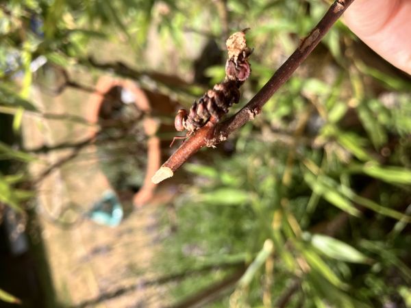 Hranostajn&iacute;k bukov&yacute;