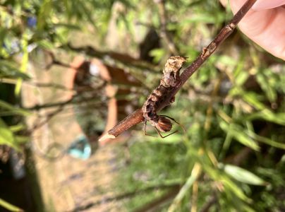 Hranostajn&iacute;k bukov&yacute;