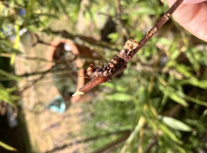 Hranostajn&iacute;k bukov&yacute;