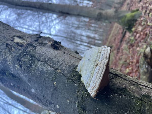 Pr&aacute;chnovec kopytovit&yacute;