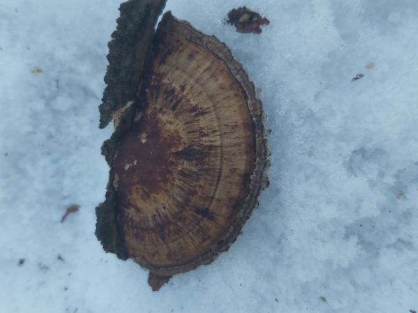 Sieťkovček červenkast&yacute;