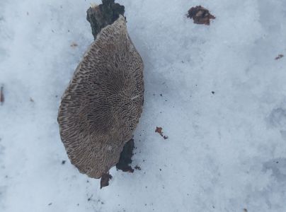 Sieťkovček červenkast&yacute;