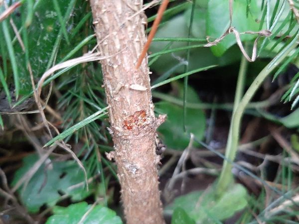 Tvrdoň smrekov&yacute;